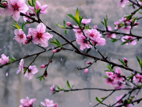 水墨桃花