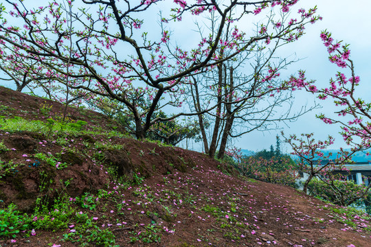 桃花節(jié)