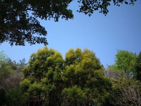 藍(lán)天樹(shù)葉