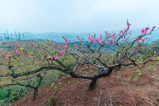桃花