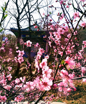 桃花亭子