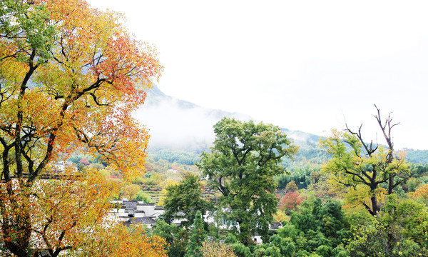 塔川秋色