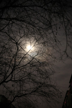 月夜樹影