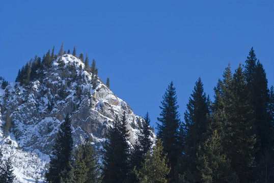 天山森林