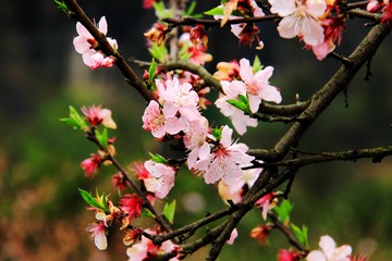 桃花