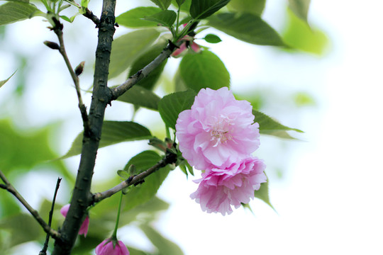櫻花
