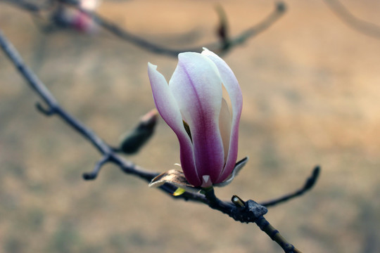 紫色玉蘭花