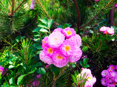 花叢 芍藥花 牡丹花