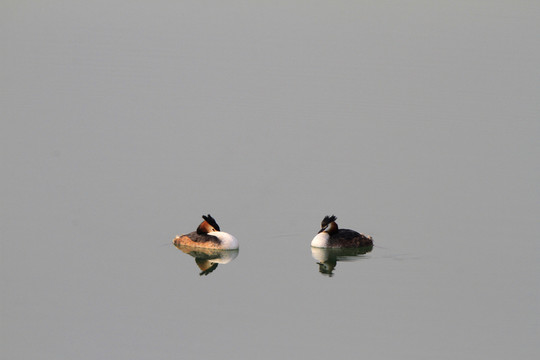 鳳頭??