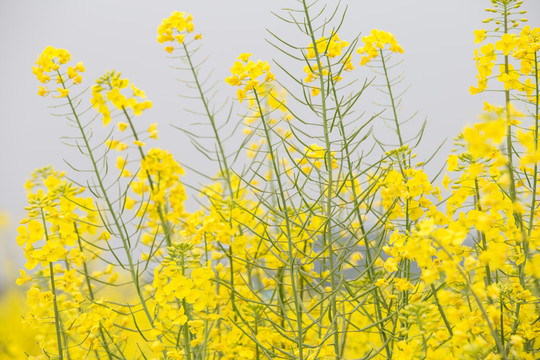 油菜花