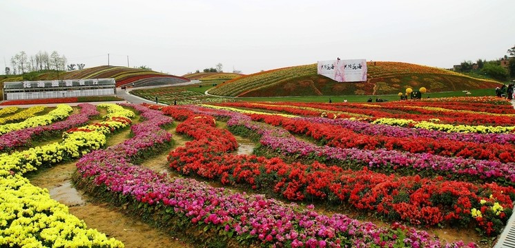 春天 花海 花田