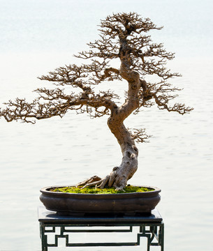 盆景樹(shù)木