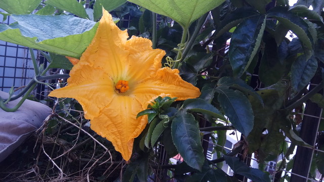南瓜花