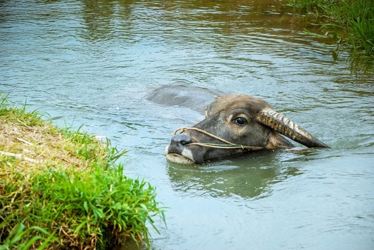 水牛