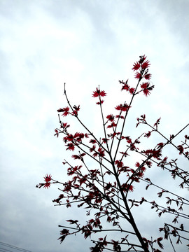 紅楓枝葉