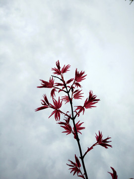 紅楓枝葉