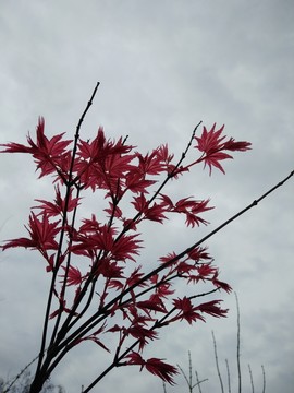 紅楓枝葉