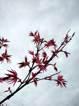紅楓枝葉