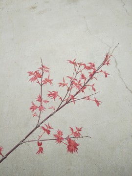 紅楓枝葉
