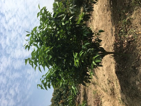 橙子樹