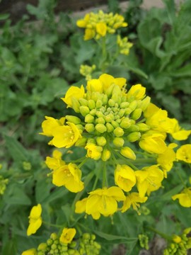 油菜花特寫