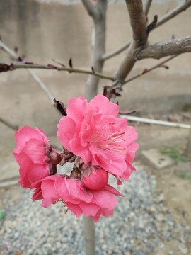 桃花特寫