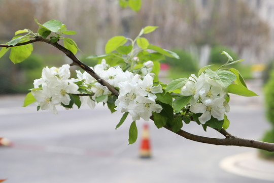 盛開的海棠花