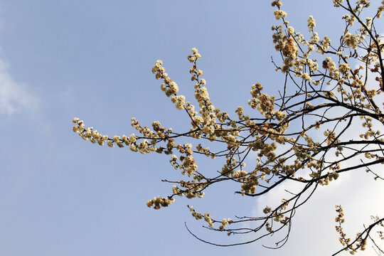 櫻桃花