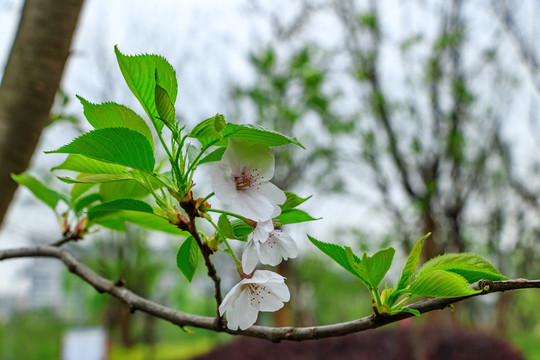 櫻花盛開(kāi) 櫻花觀賞 春天