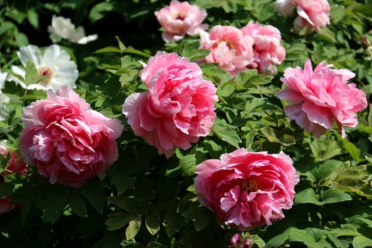 牡丹花