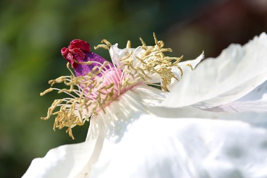 牡丹花
