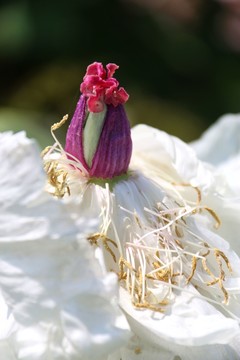 牡丹花