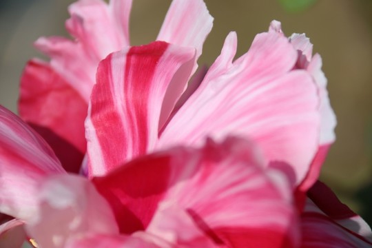 牡丹花