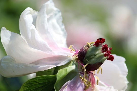 牡丹花