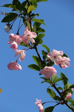 垂絲海棠