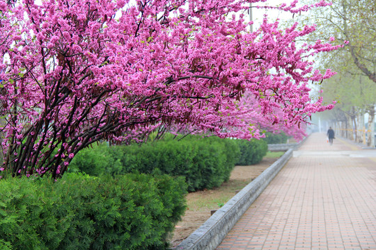 盛開(kāi)的鮮花