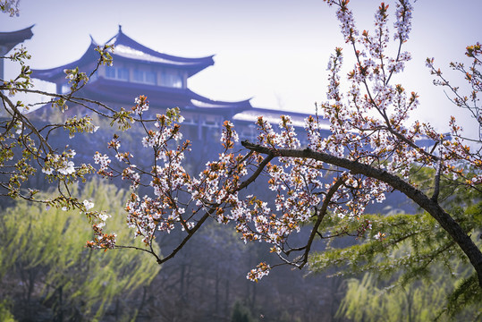 紫葉李花枝和背景建筑