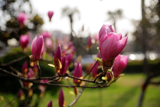 玉蘭花