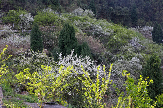 瓜果種植園