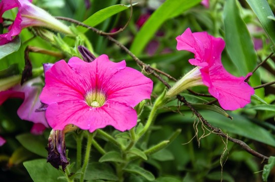 牽牛花