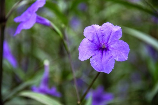 藍(lán)花草 翠蘆莉