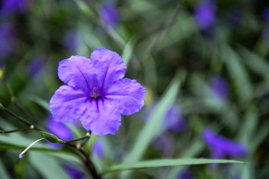 藍花草 翠蘆莉