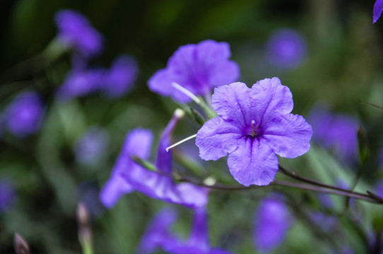 藍花草 翠蘆莉