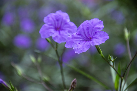 藍(lán)花草 翠蘆莉