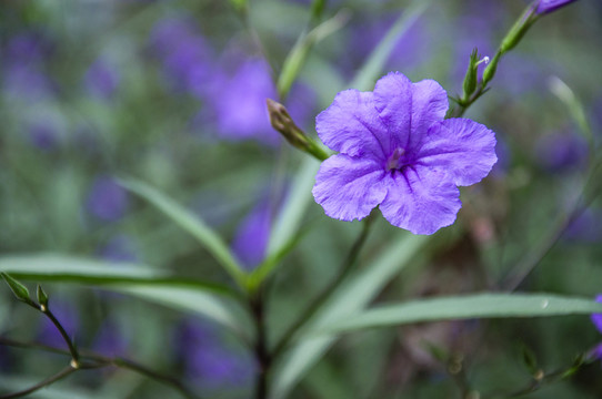 藍(lán)花草 翠蘆莉
