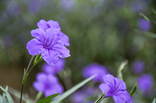 藍(lán)花草 翠蘆莉