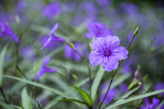 藍(lán)花草 翠蘆莉