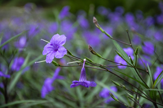 藍花草 翠蘆莉
