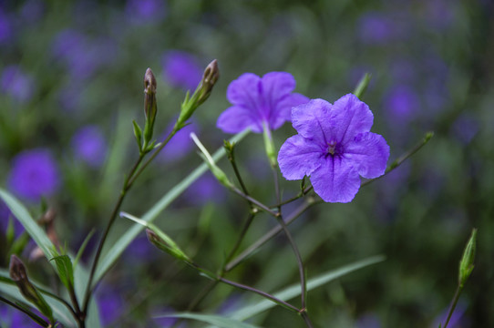 藍(lán)花草 翠蘆莉