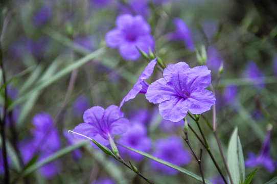 藍花草 翠蘆莉